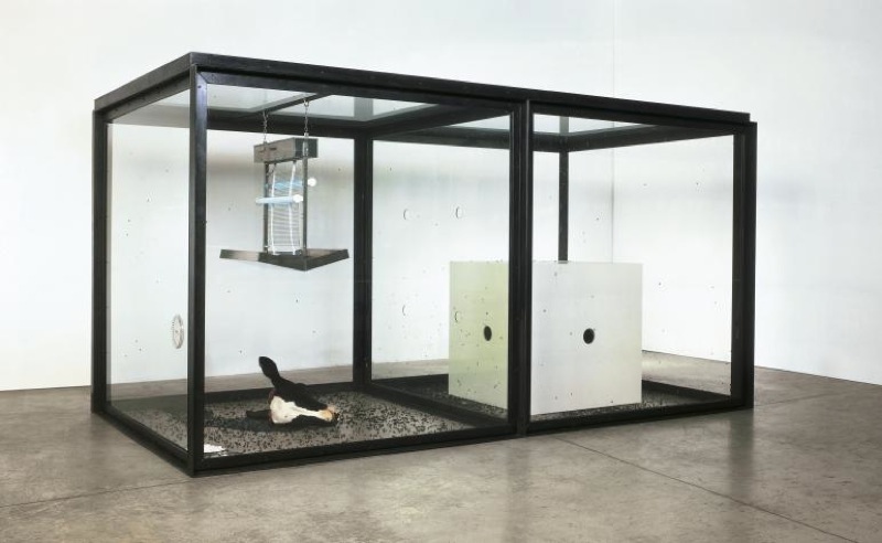 Damien Hirst, A Thousand Years, 1989