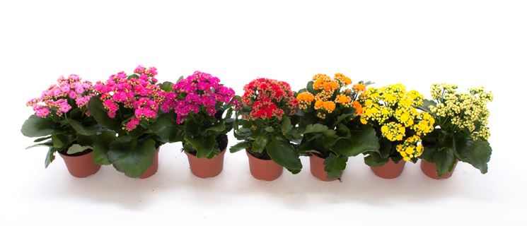 piante da appartamento con fiori - Calancola