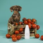Temellini Dog-à-porter
