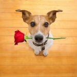 San Valentino