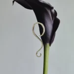NISI, dal greco “isola”, è un marchio di gioielli Made in Italy che evoca il fascino senza tempo del mare, combinando design sofisticato e una visione profondamente radicata nella bellezza della natura. Creato da Costanza Nisi, il brand propone gioielli in oro 18 carati impreziositi da diamanti di origine etica, garantendo uno stile raffinato e contemporaneo. Tutte le creazioni sono progettate in modo meticoloso e realizzate a mano da maestri orafi a Milano. Ogni gioiello NISI è una celebrazione della femminilità ancestrale e divina, ispirato all'energia delle gemme e alla forza evocativa del mare. La collezione esalta la bellezza autentica e invita a riscoprire il legame profondo con la natura attraverso il linguaggio prezioso dell'arte orafa. La fondatrice, Costanza Nisi, condivide una visione che unisce immaginazione e osservazione della natura: "Sin da bambina sono stata circondata e profondamente ispirata dalla magia della natura. Disegno con la mia immaginazione, aiutata dalla mia osservazione e dalla mia percezione visiva del mondo". La nuova collezione Abyssal è un viaggio nella profondità degli oceani, che celebra la bellezza enigmatica degli abissi oceanici e comprende un’ampia gamma di gioielli, tra cui orecchini, bracciali, anelli, pendenti e collane. Ogni pezzo riflette l’eleganza naturale dell’oceano e il suo fascino senza tempo. I gioielli sono pensati per evocare atmosfere suggestive e dettagli marini, con diamanti che sembrano catturare la luce come stelle riflesse sulla superficie del mare. Le tecniche artigianali utilizzate, come la lucidatura a mano e le lavorazioni meticolose, danno vita a creazioni uniche che esaltano la fluidità e l’armonia della natura. Con NISI Jewelry, ogni gioiello diventa un racconto unico. La natura e la femminilità si incontrano in creazioni senza tempo, capaci di trasmettere emozioni ed eleganza.